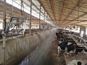 牛舍香蕉视频成人案例